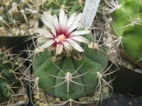 Gymnocalycium hybopleurum