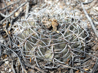 Gymnocalycium bodenbenderianum