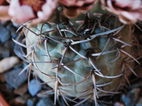 Gymnocalycium bodenbenderianum