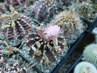 Gymnocalycium marsoneri