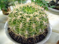 Gymnocalycium marsoneri