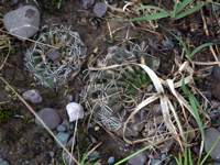 Gymnocalycium marsoneri