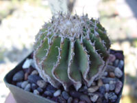 Geohintonia mexicana