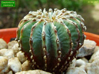 Geohintonia mexicana