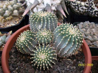 Geohintonia mexicana