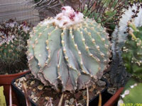 Geohintonia mexicana