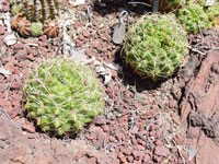 Gymnocalycium monvillei