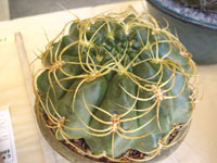 Gymnocalycium monvillei