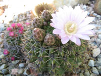 Gymnocalycium monvillei