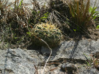 Gymnocalycium monvillei