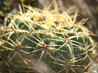 Gymnocalycium monvillei