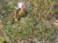 Gymnocalycium monvillei