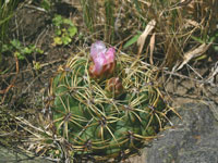 Gymnocalycium monvillei