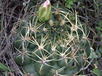 Gymnocalycium monvillei