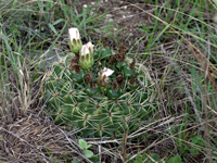 Gymnocalycium monvillei