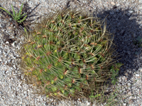 Gymnocalycium monvillei