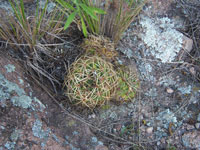 Gymnocalycium monvillei