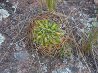 Gymnocalycium monvillei