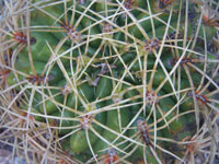 Gymnocalycium monvillei