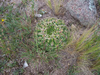 Gymnocalycium monvillei