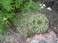 Gymnocalycium monvillei