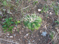 Gymnocalycium monvillei