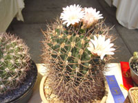 Gymnocalycium mostii