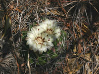 Gymnocalycium mostii