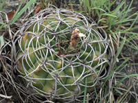 Gymnocalycium mostii