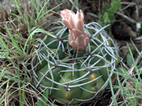 Gymnocalycium mostii