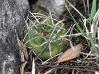 Gymnocalycium mostii