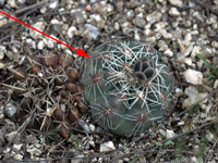 Gymnocalycium mostii