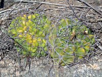 Gymnocalycium mostii