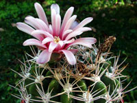 Gymnocalycium mostii