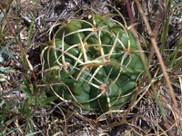 Gymnocalycium mostii