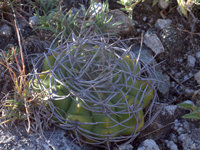 Gymnocalycium mostii