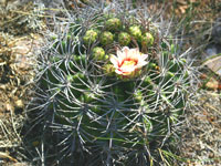 Gymnocalycium mostii