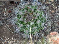 Gymnocalycium mostii