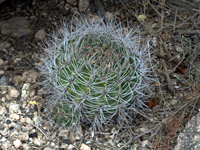 Gymnocalycium mostii