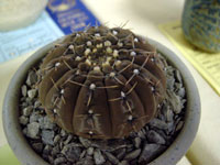 Gymnocalycium obductum