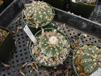 Gymnocalycium ochoterenae