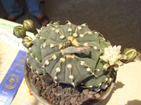 Gymnocalycium ochoterenae