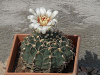 Gymnocalycium ochoterenae