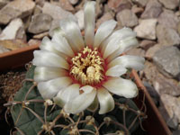 Gymnocalycium ochoterenae