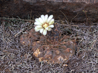 Gymnocalycium ochoterenae