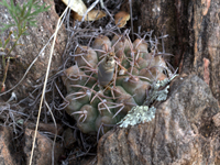 Gymnocalycium ochoterenae