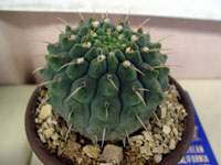 Gymnocalycium ochoterenae