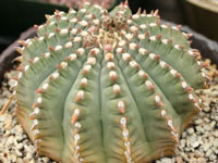 Gymnocalycium ochoterenae