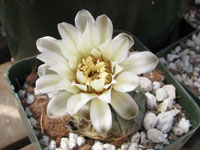 Gymnocalycium ochoterenae