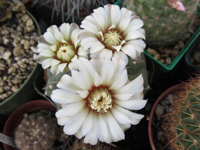 Gymnocalycium ochoterenae